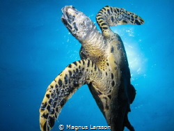 I saw this Hawksbill Turtle going up for air, so I patien... by Magnus Larsson 